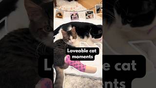 Compilation: The most adorable cat moments