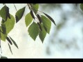 Arttu Suuntala - Lapsuuden Pihapuu 
