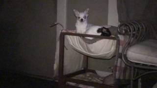 Planking And Owling Dogs