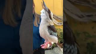 Download lagu Kookaburra The best singing bird mp3 Download lagu Kookaburra The best singing bird mp3