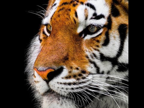 "Big Tiger Love In Japan" (Alphaville vs. Pat Benatar vs. Survivor vs. FGTH vs. INXS)