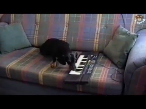 Very musical dog @ Dr Bongo