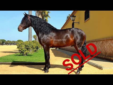 SOLD! | Baroque PRE Stallion 2015 - Approx 1.62 m [R#1984]