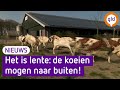 De koeien mochten weer voor het eerst de wei in