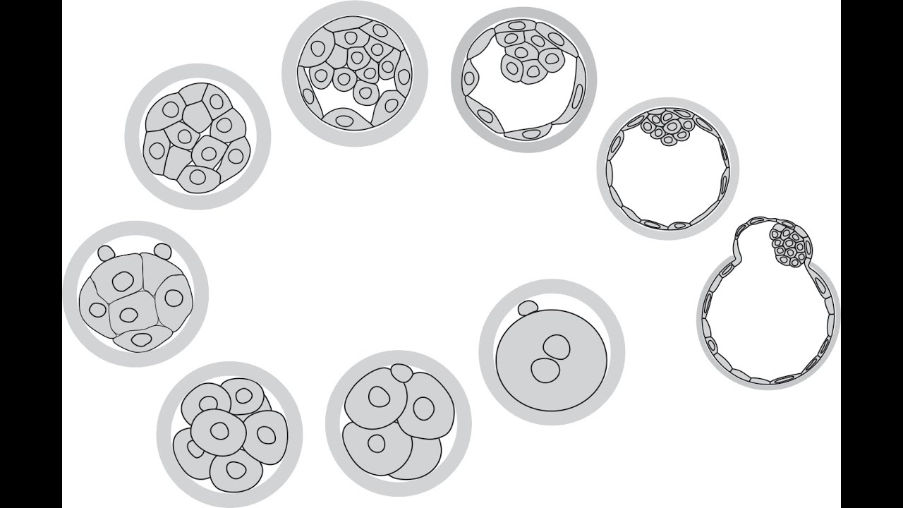 Período Presomítico 01: Segmentación e Implantación