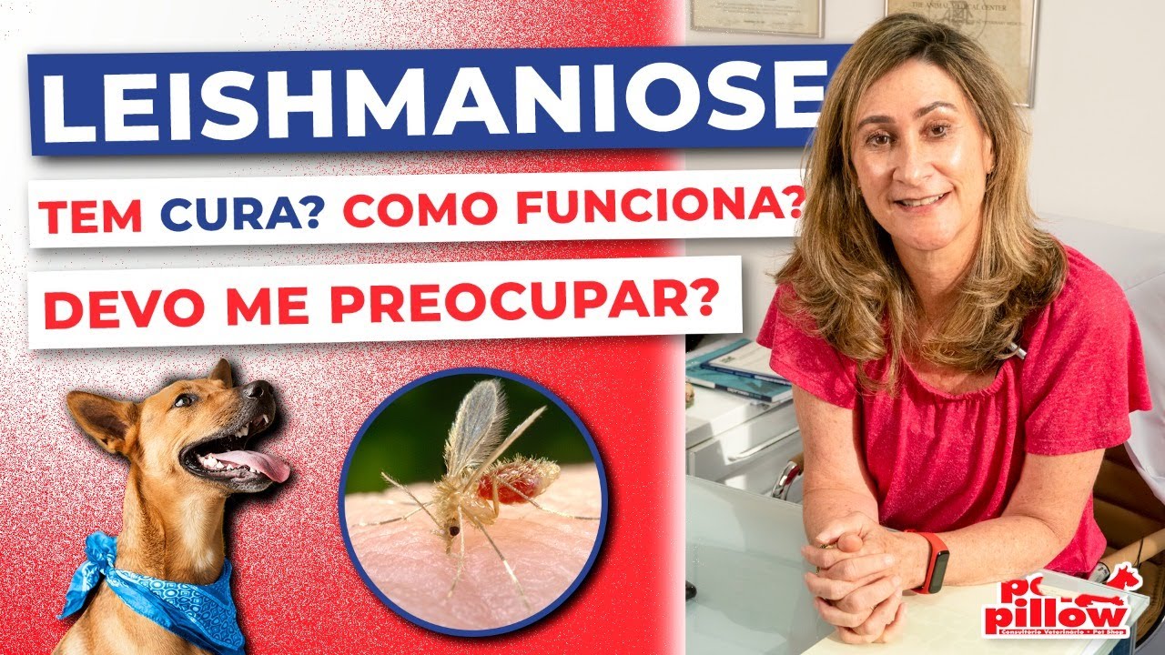 Leishmaniose canina: como tratar? | Dra. Michele Sandrault
