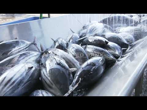 NHK VIDEO BANK -  Landing the first Skipjack Tuna (Katsuo) [4K]