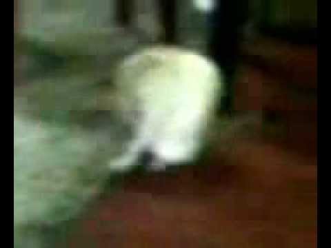 Pussy Cat waiting for Babies....!!!!!