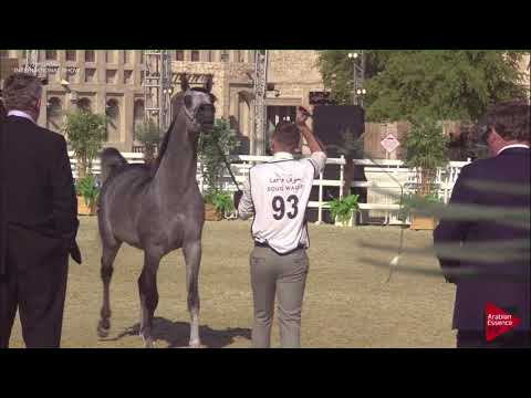 N.93 GHAZI AL NASSER - 2019 Qatar International show - Colts 3 Years Old (Class 6)