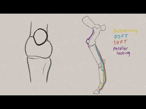 VNatomy - Equine stay apparatus