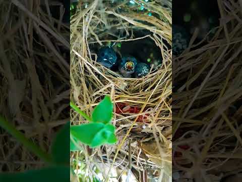 #meiyazhakan#bgm#birds#