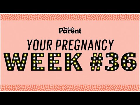 Your pregnancy: 36 weeks