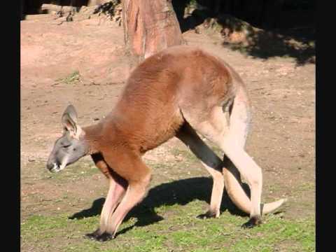 The Family Tree - Electric Kangaroo