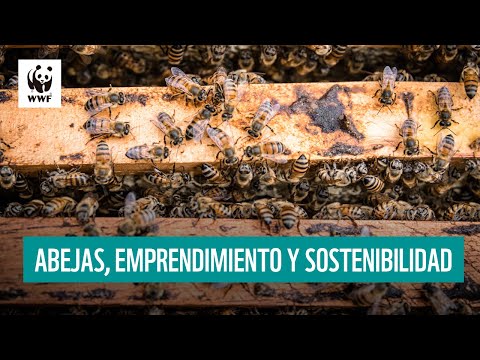Abejas, emprendimiento y sostenibilidad | WWF Colombia