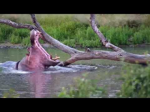 Djuma: Hippo hanging around big limb in the water - 17:10 - 04/06/20