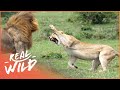 The Harsh Reality Of Big Cats In The Wild | Predators In Peril | Real Wild