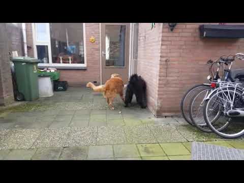 Bouvier des Flandres vs Golden Retreiver