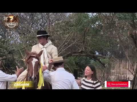 4° Concurso de Caballos Peruanos de Paso 2026. Finca La Candelaria (Chicoana) El Carril 