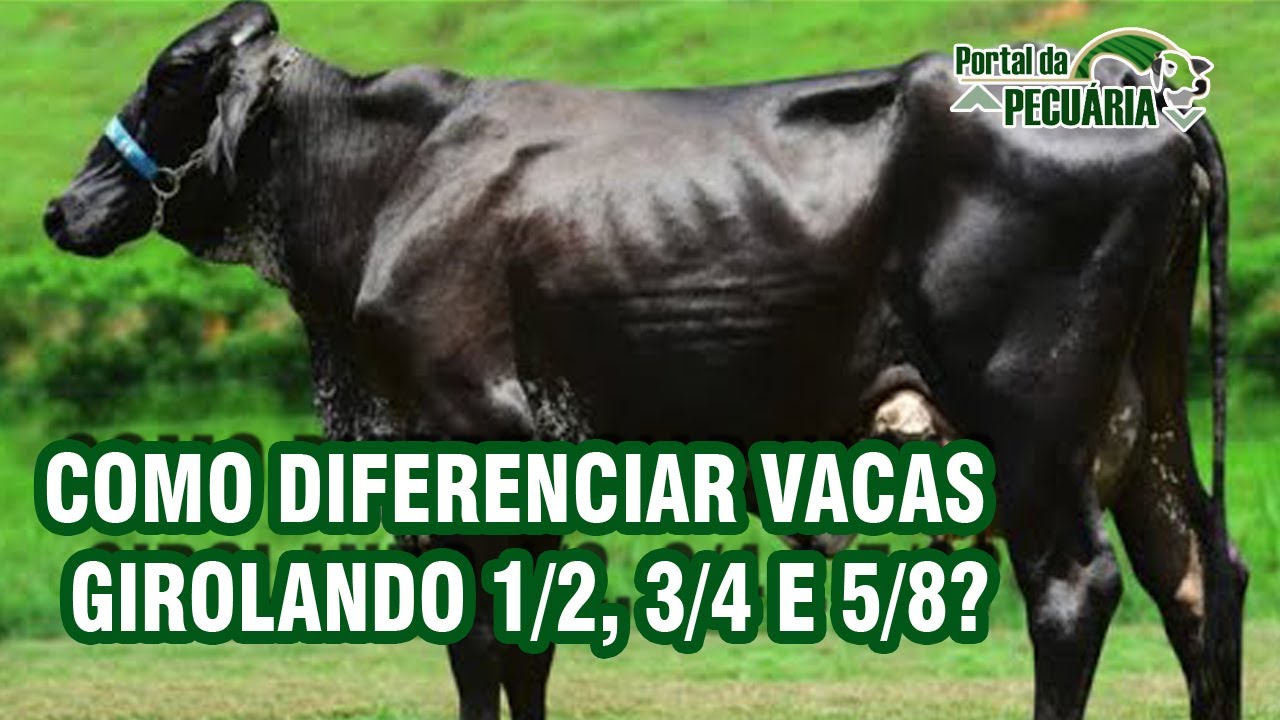 Como diferenciar vacas Girolando 1/2, 3/4 e 5/8?