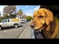 Dogs In Cars: California (DCspartan) - Známka: 1, váha: střední