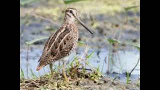 Download lagu suara burung berkik 💯 jos terbukti asilnya mp3