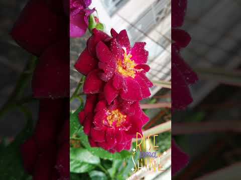 Let your beauty unfold like a delicate flower in the morning sun.🌸❤️#flowers #shorts