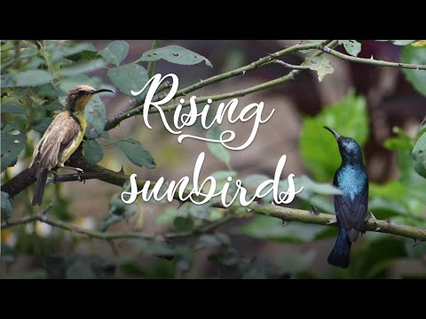 A tale of my backyard sunbirds