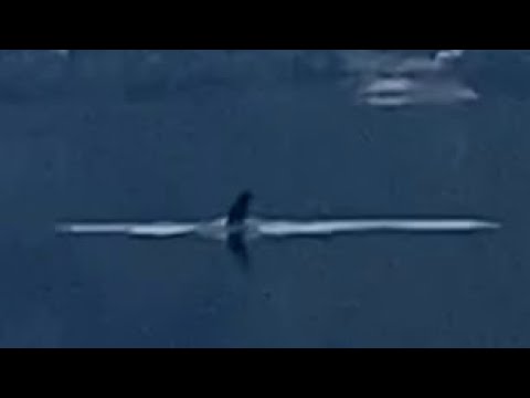Loch Ness Monster video - best proof so far: August 2025