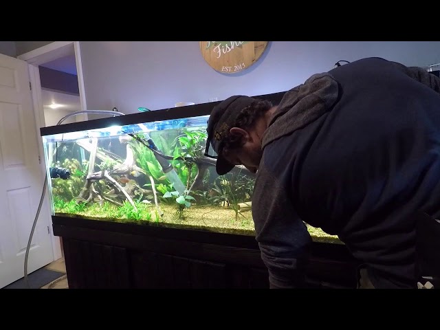 Water change made easy 125 gallon planted tank