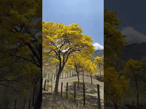 El paisaje mas hermoso se encuentra en El Rosario, Nariño 🤩 #arbolesnativos  #floresamarillas  #nari
