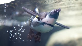 Live Penguin Cam (Colony View) | California Academy of Sciences live webcam
