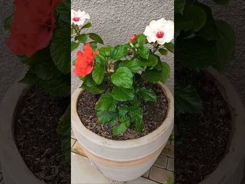 Veja a Flor Rosa da China - #pium#tocantins