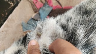 Ticks coco #animals #ticks #dog