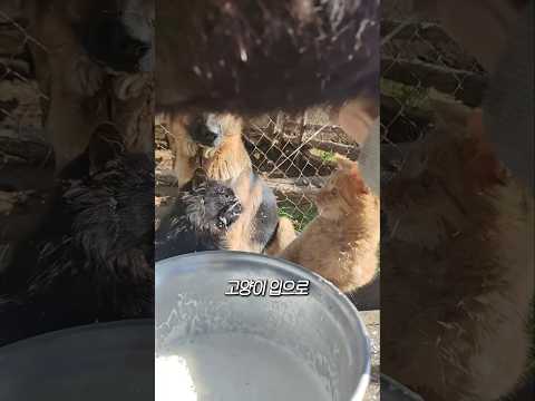 산양유를 고양이 입으로 발사하는 이유
