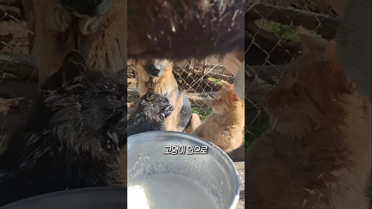 산양유를 고양이 입으로 발사하는 이유