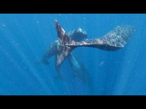 Researchers discover whale "vowels"