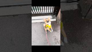 広島平和記念公園に雪が積もった日 #いぬのいる生活 #お散歩 #犬