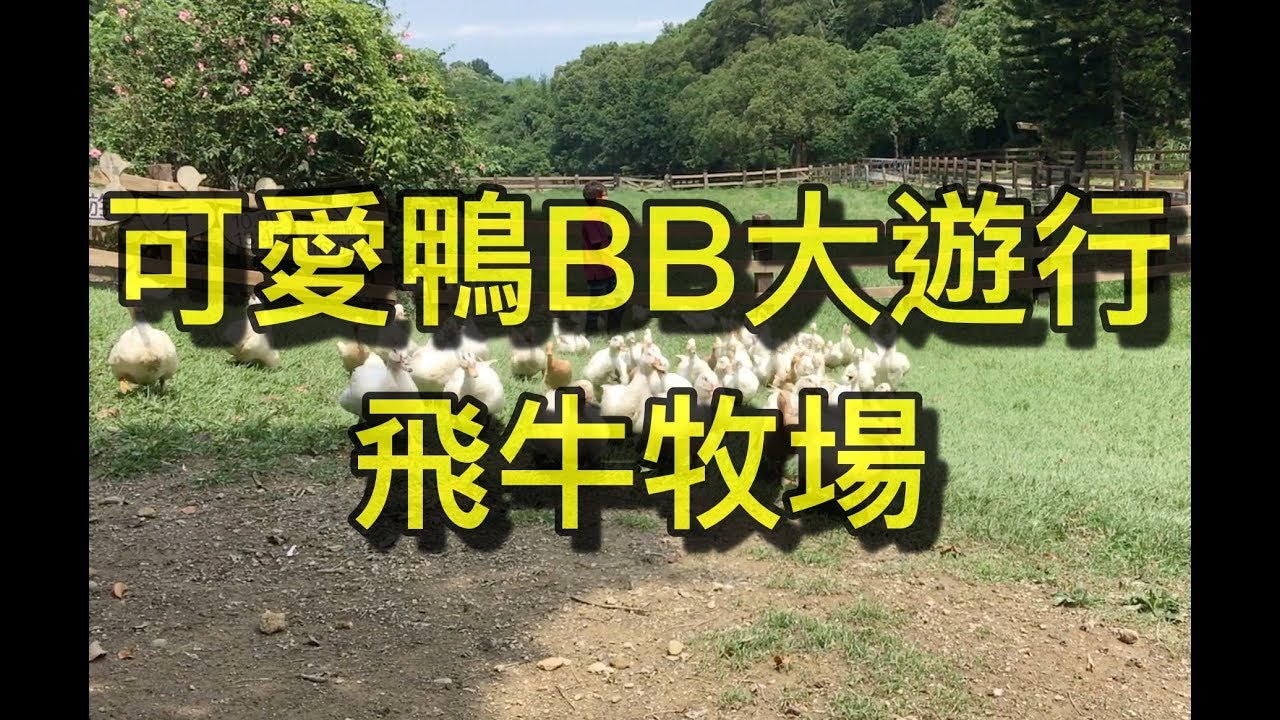 可愛鴨BB大遊行