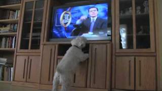 What does it all mean?