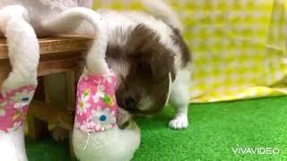 チワワ（ロング）の動画01