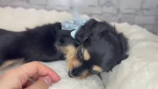 ミニチュアダックスの動画01