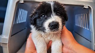 Abandoned Puppy Gets A New Chance At Life after Being Rescued