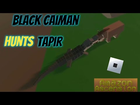 black caiman vs tapir (amazon ascension)