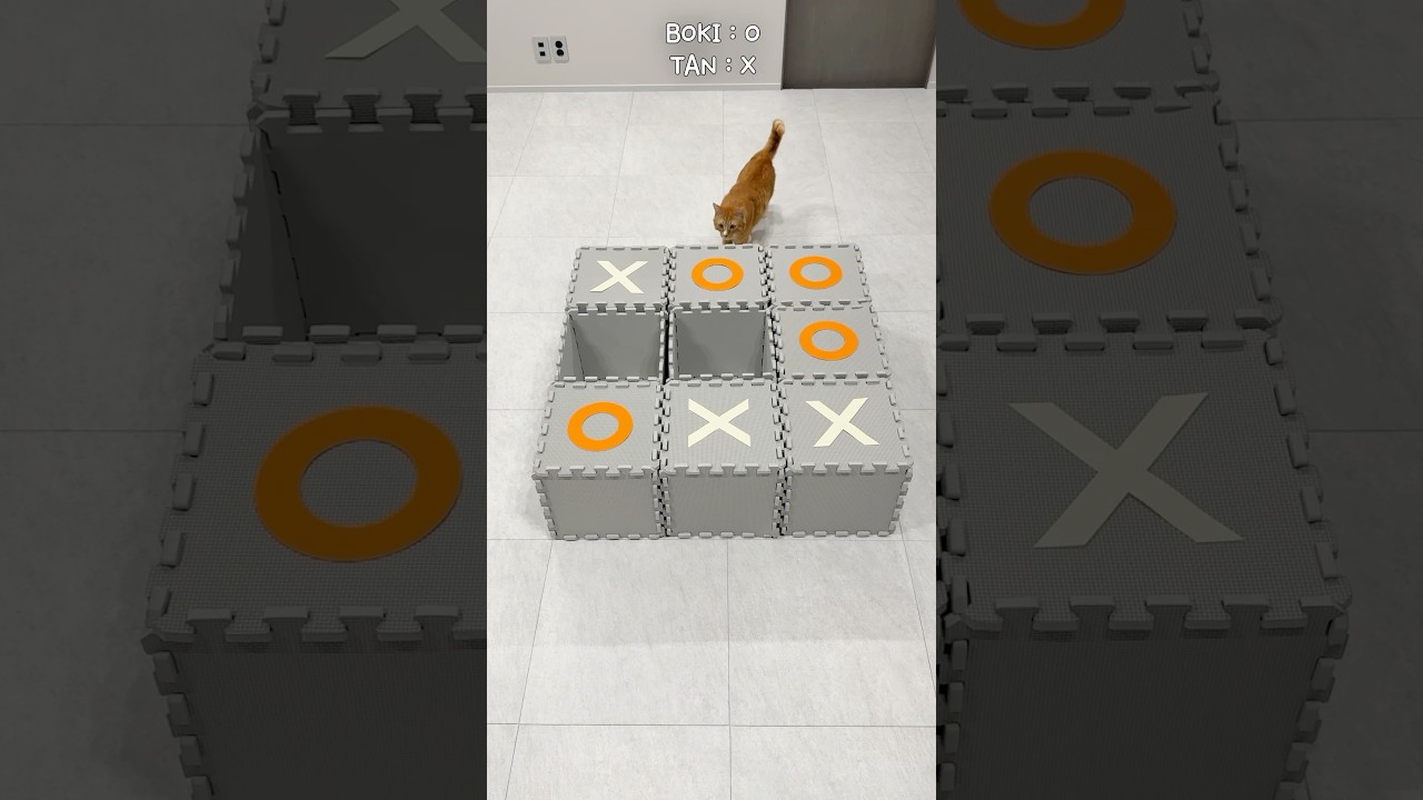 Cats play Tic-Tac-Toe game #cat #shorts