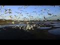 Giant Flock Of Seagulls Sea Birds In Feeding Frenzy