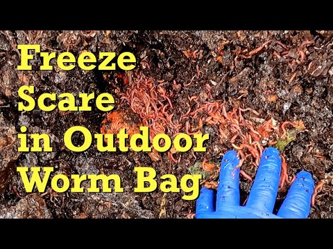 1st check on outdoor worm bag after 3 weeks of chilly foraging - vermicompost