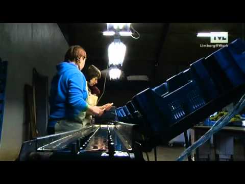 Limburgse aspergeteelt verovert Vlaanderen