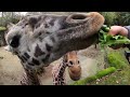 How Giraffes Use Their Super Long Tongues