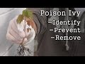 Poison Ivy: How to Identify, Prevent & Remove