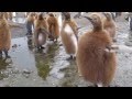 Антарктида-Antarctica. Пингвины-Penguins 
